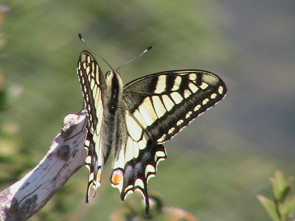 Machaon